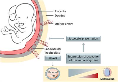 HLA-G Neo-Expression on Tumors